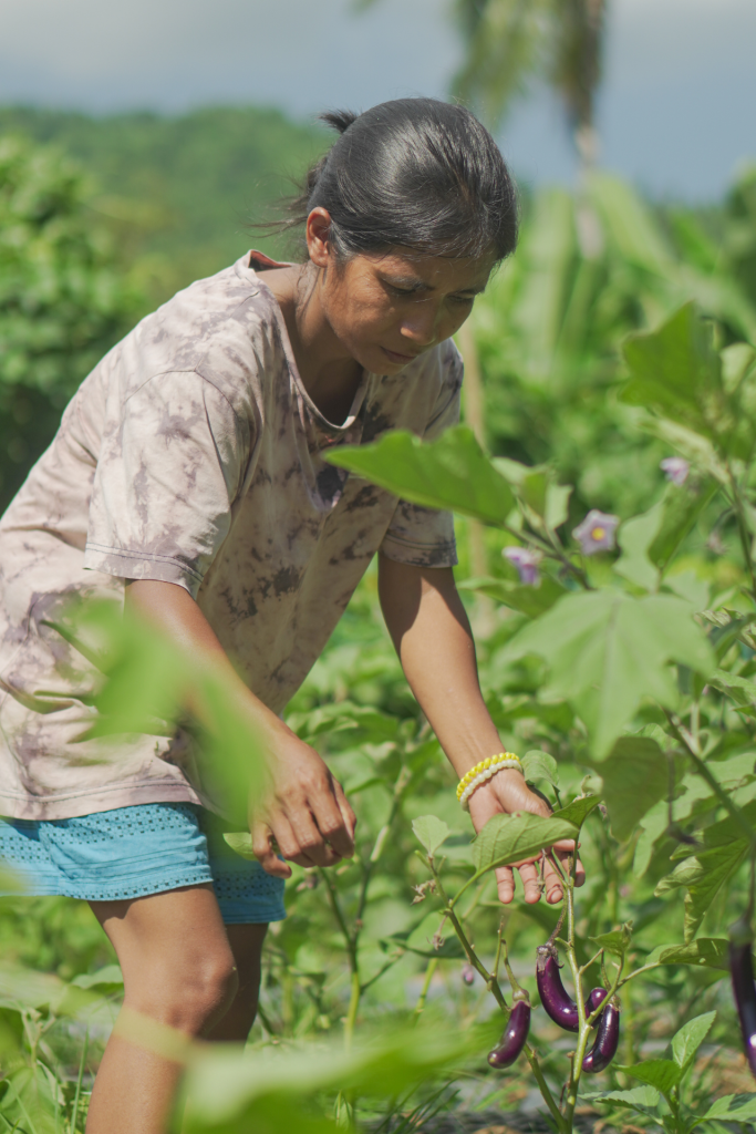 A farmer bends over eggplant plants, harvesting long purple eggplants in a green vegetable field, with trees and hills in the background.